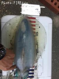 �����ꥤ��