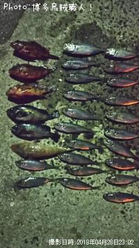 ¥¢¥¸¡¢¥«¥µ¥´¡¢¥á¥Ð¥ë¡¢¥Þ¥´¥Á