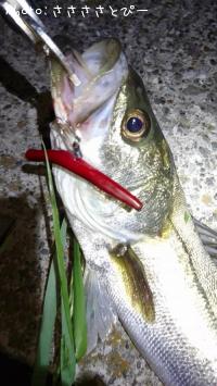 �����Х�