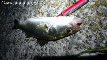 �����Х�