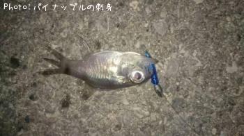 ¥Í¥ó¥Ö¥Ä¥À¥¤¡©