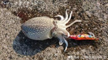 ����䥱����