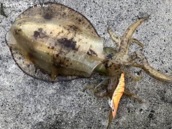 ¥¢¥ª¥ê¥¤¥«¡ª