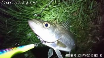 シーバス