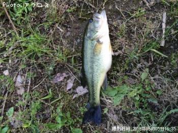 ¥é¡¼¥¸¥Þ¥¦¥¹¥Ð¥¹