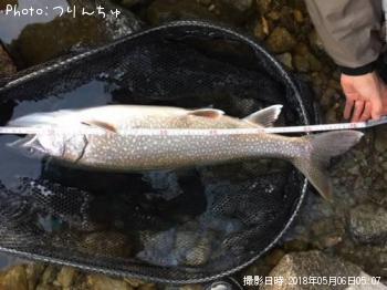 �쥤���ȥ饦��