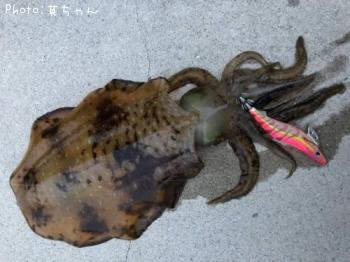 �����ꥤ����