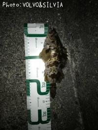 �����Υ���Х�