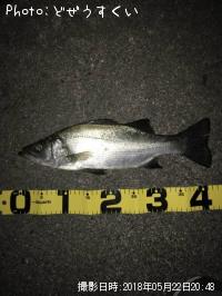 �����Х��ʥҥ饻������