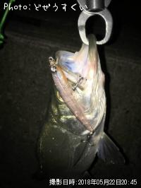 �����Х��ʥҥ饻������