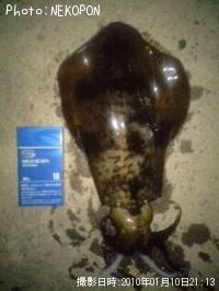 �����ꥤ��