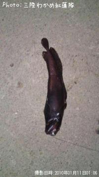 ¥¨¥¾¥¤¥½¥¢¥¤¥Ê¥á