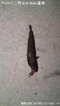 ¥¨¥¾¥¤¥½¥¢¥¤¥Ê¥á