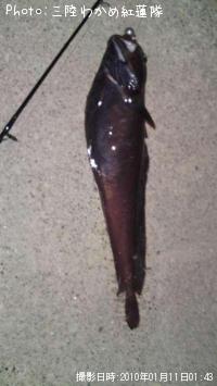 ¥¨¥¾¥¤¥½¥¢¥¤¥Ê¥á