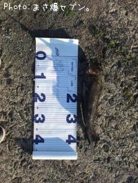 �����ʥ�