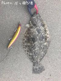 ¥Ò¥é¥á¡Ê¥½¥²¡Ë