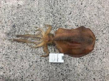 �����ꥤ��