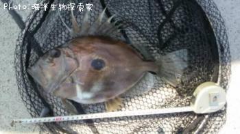 �ޥȥ�����