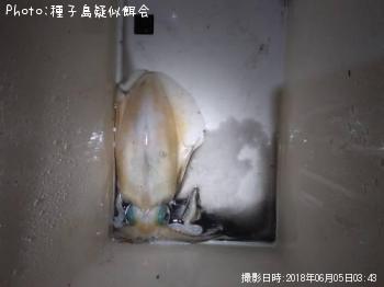 ¥¢¥ª¥ê¥¤¥«¡¿¥¨¥®¥ó¥°