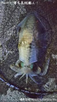 �����ꥤ��