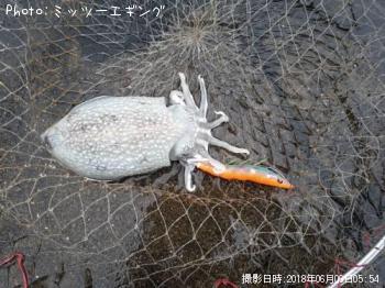 ����䥱����