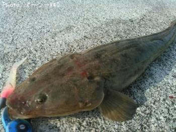 ¥Õ¥é¥Ã¥È¥Ø¥Ã¥É