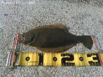 ¥Ò¥é¥á¡Ê¥½¥²¡Ë