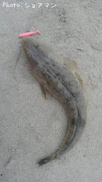 ¥Þ¥´¥Á
