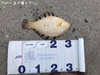 ¥Þ¥Ä¥«¥ï¥¬¥ì¥¤