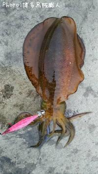 �����ꥤ��