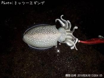 ����䥱����