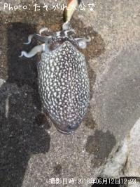 ����䥱����