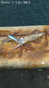 ¥Æ¥¯¥Ó¥¤¥«