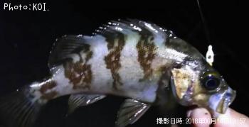¥á¥Ð¥ë