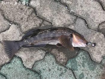 �����ʥ�