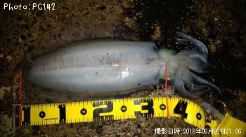 �����ꥤ��