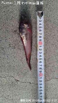 ¥¨¥¾¥¤¥½¥¢¥¤¥Ê¥á