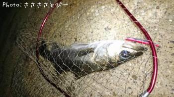 �����Х�