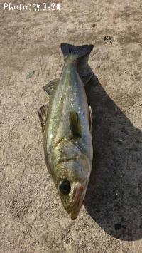 �����Х�