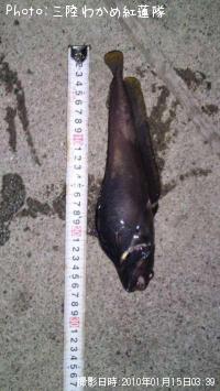 �������������ʥ�