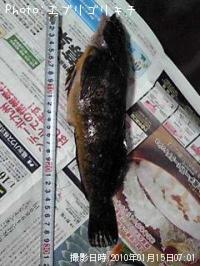 �����ʥ�