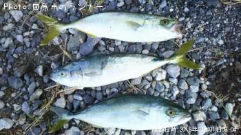 ���֥��ʥ參����