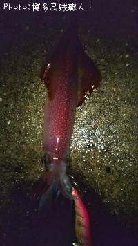 ¥±¥ó¥µ¥¥¤¥«