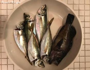 ¥¢¥¸¡¡¥á¥Ð¥ë