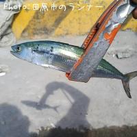 ¥µ¥´¥·