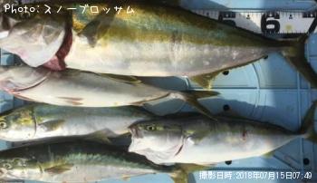 �ҥ�ޥ�