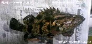 ¥Ù¥Ã¥³¥¦¥¾¥¤