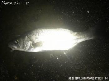 ¥Ò¥é¥»¥¤¥´