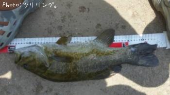 ���⡼��ޥ����Х�