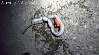 ���ʥ�